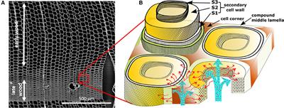 Tracking of Short Distance Transport Pathways in Biological Tissues by Ultra-Small Nanoparticles